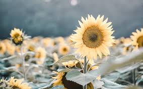 Maybe you would like to learn more about one of these? Page 10 Hd Sunflowers Field Wallpapers Peakpx