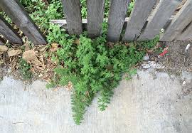 Image result for Dysphania pumilio