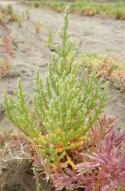 Image result for Halosarcia indica