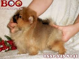 Pomeranian Aboo Yavrulari Www Boo Gen Tr 0532 343 8041 Boo Dunyasi Pomeranian Boo Beslemek Bir Ayricaliktir Etrafimiza Baktigimizda Boo Besleyen Ai Kopek