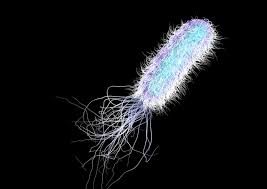 Image result for Pseudobersama