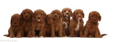 Dogs Seven Red Cockapoo Puppies 6 Weeks Old Sitting In A Row Photo Wp48763