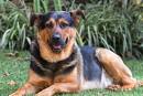 German Shepherd Dog-Rottweiler Mix Dogs for Adoption in ...