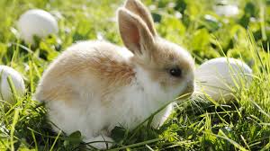 Image result for easter bunny