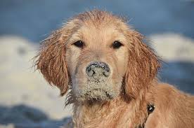 porter golden retriever i love dogs mans best friend