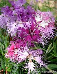 Image result for Dianthus