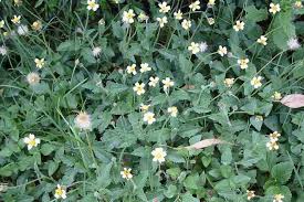 Image result for Tridax