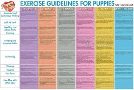 Puppy Exercise Guide Puppy Schedule Training Your Puppy