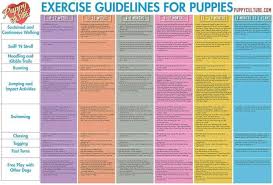 puppy exercise guide puppy schedule training your puppy