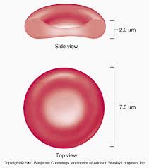 morphological abnormalities of red blood cells the art of