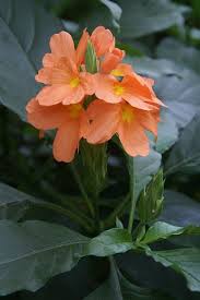 Image result for Crossandra puberula