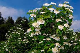 We did not find results for: Albero Con Fiori Bianchi Profumati