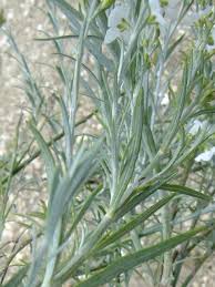 Image result for Gomphostigma