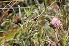 Image result for Dicoma