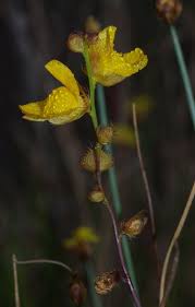Image result for Utricularia simulans