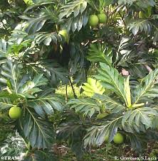 Image result for Artocarpus