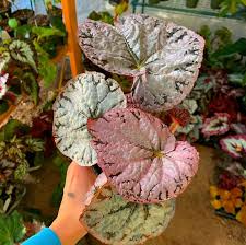 Rare Begonia Chayo Etsy Begonia House Plants Indoor Gardens