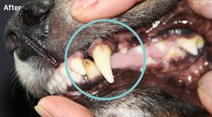 Scrape the tartar build up.cl. Promise Of Ultrasound Cleaning Cleanyteeth For Dogs