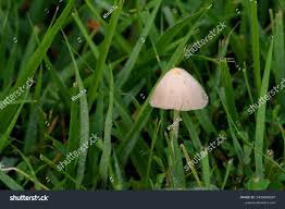 Image result for Conocybe lactea