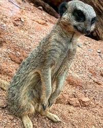 Our Little Friend From Saturday Meerkat Love Photography Instagram Animals Happy Likeforlikes Likefor Instapic Animals