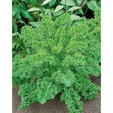 Chou Frise F1 Frostara Graines Baumaux Frise Chou Frise Feuillage