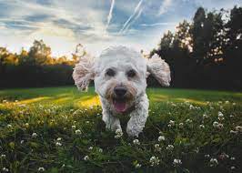 It's come to the tail end of the trivia night, so it's worth leaving them with a doozy. Dog Trivia 35 Tough Questions And Answers About Our Canine Pals