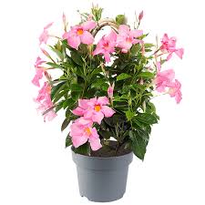 Image result for dipladenie sanderi obrázek