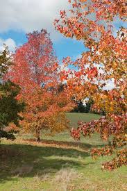 Golden Valley Tree Park In Autumn