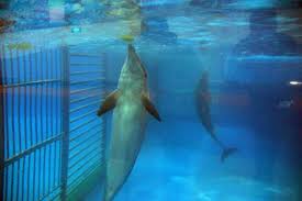 Newly hired dolphin trainers who have good credentials can start at $45,500. Food Deprivation Is Alive And Well At Seaworld Says Former Trainer Dolphin Project