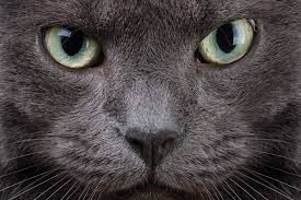 There are plenty of cool names below. 63 Grey Cat Names For Silvery Felines Great Pet Care