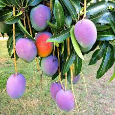 It induces the tree to start producing fruit at an earlier point in its lifespan. Mango Tree Rapoza Raposa Dwarf Varierty Grafted