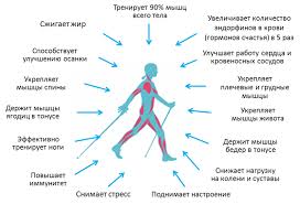 Изображения по запросу скандинавская ходьба. Skandinavskaya Hodba