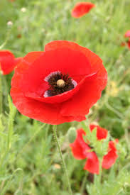 Image result for Poppy Red 1995 AAV