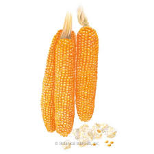 Sugar, popcorn, canola oil, corn syrup, salt, soy lecithin, caramel color, and natural flavors.smartfood brand movie theater. Robust Pop R400mr Popcorn Corn Seeds Vegetables Botanical Interests