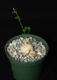 Image result for Trochomeria debilis