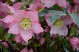 Next post winter flowers in georgianext ». Perennial Plants For Winter Spring Perennial Flowers Hgtv