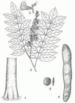 Image result for Millettia stuhlmannii