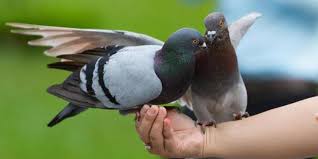 Penderita sangat disarankan untuk rutin mengonsumsi makanan yang mengandung vitamin b12 tinggi. 8 Makanan Burung Merpati Berkualitas Agar Sehat Dan Bugar Pintarpet