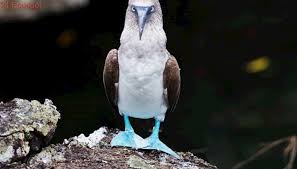 Galapagos Islands Bird With Blue Feet Pin On Nacional