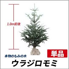 クリスマスツリーにおすすめのドイツトウヒやウラジロモミ 好評販売中です Soma Green S Garden 相馬グリーンのお庭