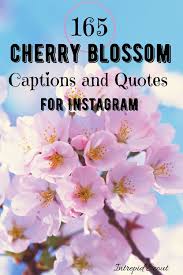 165 Ultimate Cherry Blossom Quotes And Captions For Instagram Hashtags Intrepid Scout