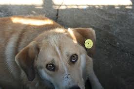 Era o zeita pe langa erorile astea genetice.si bravo sector 1 ! Cainii Din Adaposturi Asteapta Sa Vina Sa Ii Ia Cineva Unii Au Noroc Altii Nu Fotoreportaj