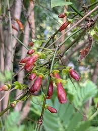 Image result for Halleria elliptica