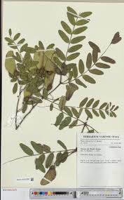 Image result for Brachyachne patentiflora