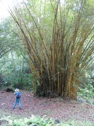 Image result for Bambusa vulgaris