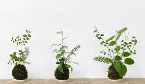Trova una vasta selezione di piante, semi e bulbi a prezzi vantaggiosi su ebay. Kokedama El Bonsai De Los Pobres Piante Da Giardino Piante Da Interno Idee Per Il Giardino Di Casa