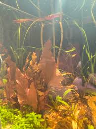 Image result for Nymphaea maculata