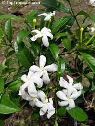 Image result for Tabernaemontana