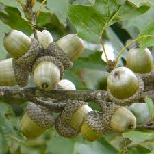 California has eight kinds of native oak trees (quercus spp.) that all bear acorns as fruit. Shumard Oak Quercus Shumardii Chestnut Oak Tree Leaf Identification Acorn Crafts