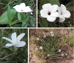 Image result for Indigofera soutpansbergensis